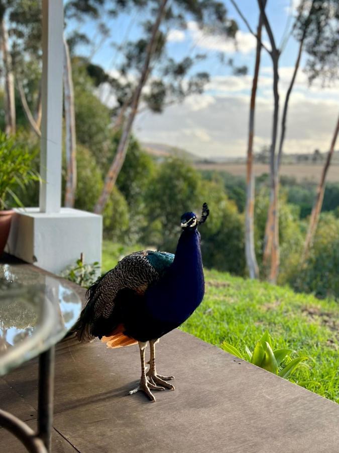 Cornellskop Country Stay Botrivier Esterno foto